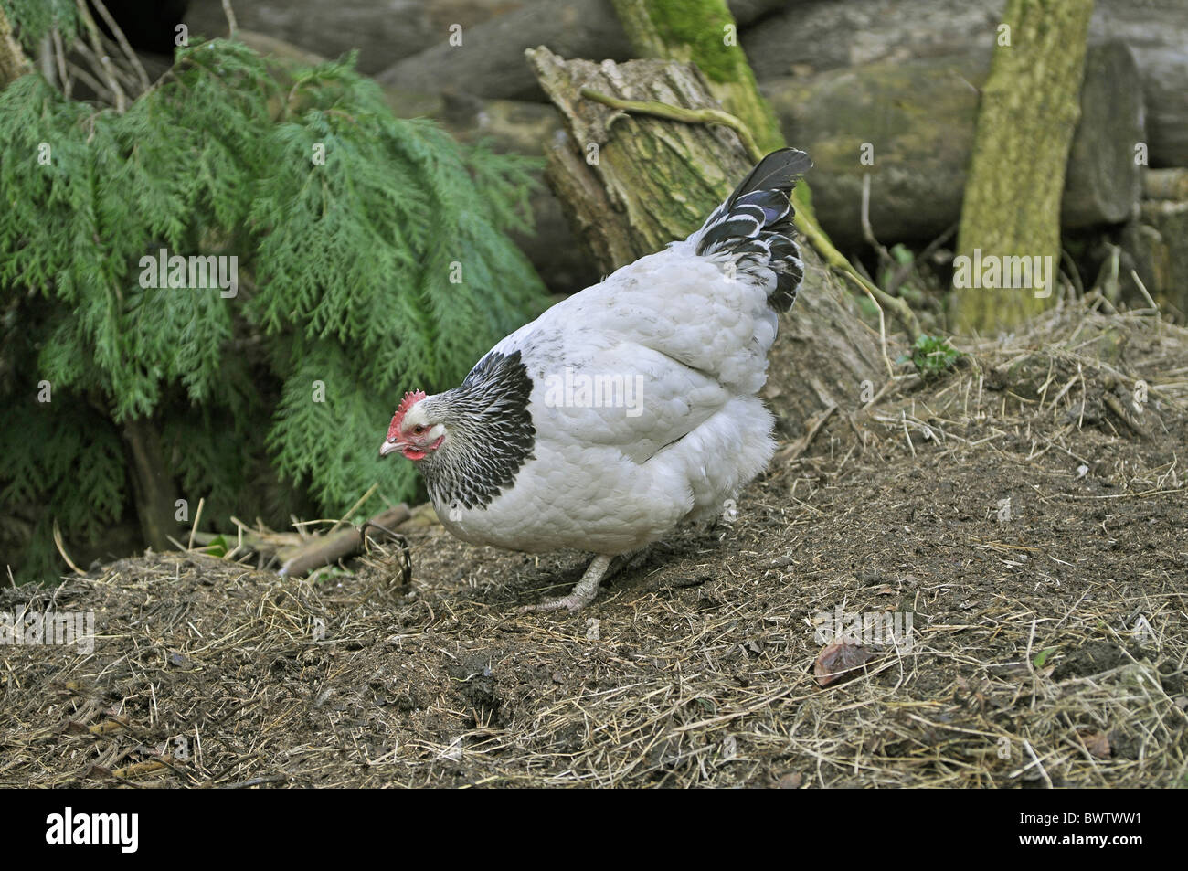 La lumière intérieure de poulet, Sussex, Hen, nourriture, gratter dans le sol, West Sussex, Angleterre Banque D'Images