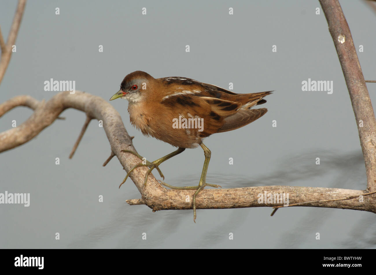 Little Crake (Porzana parva) femelle adulte, comité permanent sur la branche au-dessus de l'eau, Lesbos, Grèce, avril Banque D'Images