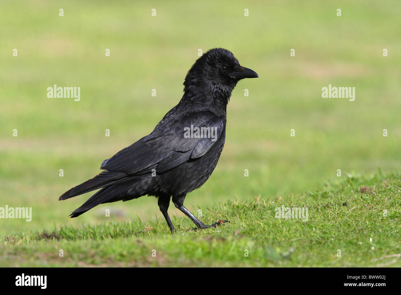 Corneille noire (Corvus corone) adulte, avec des plumes de la tête relevée, debout sur l'herbe courte, Norfolk, Angleterre, juin Banque D'Images