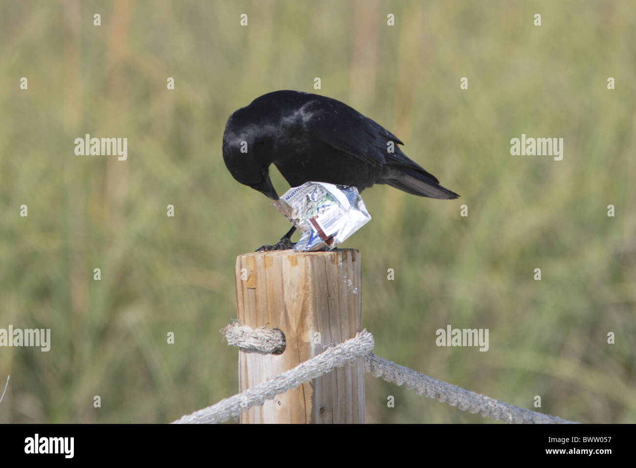 Ossifragus (Corvus poissons adultes), l'alimentation, perché sur le post avec la litière de la charogne, Sanibel Island, Floride, États-Unis, février Banque D'Images