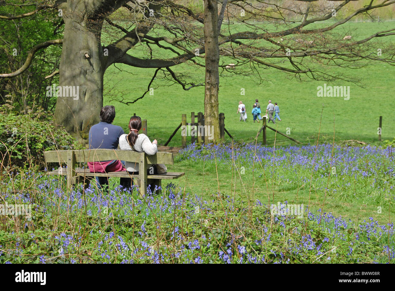 Couple assis sur un banc parmi les jacinthes, à distance, Woodland Trust, Hucking Estate, North Downs, Kent, Angleterre, Banque D'Images