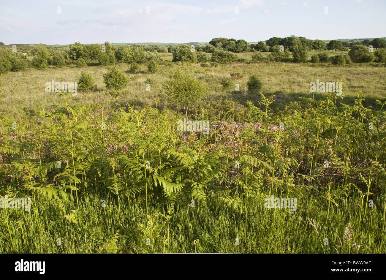 La Nature Réserve Dorset fougères fougère Fougère Pteridiaceae Tadnol l'Europe européenne Landes Landes landes de bruyère de printemps humide Vue Banque D'Images