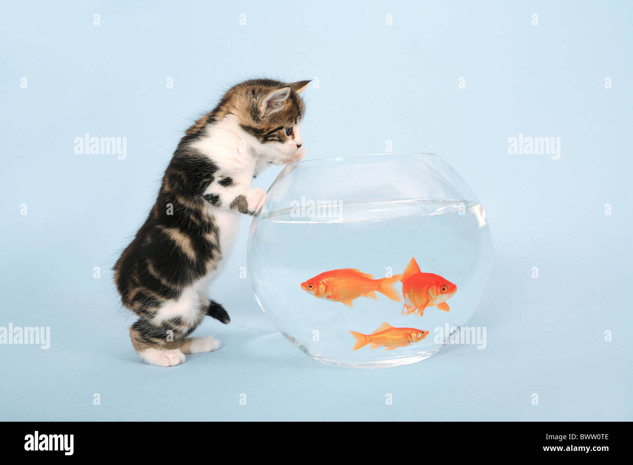 Poisson Rouge Chat Verre Jeune Chaton Mignon Peur Menace Menace Danger Poisson Poisson Rouge Verre Eau Animaux Captures Ou Photo Stock Alamy