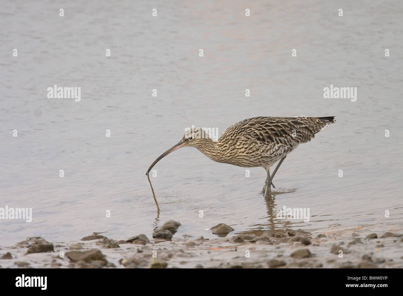 Courlis cendré (Numenius arquata), adultes se nourrissent de ver marin dans l'eau, Norfolk, Angleterre Banque D'Images