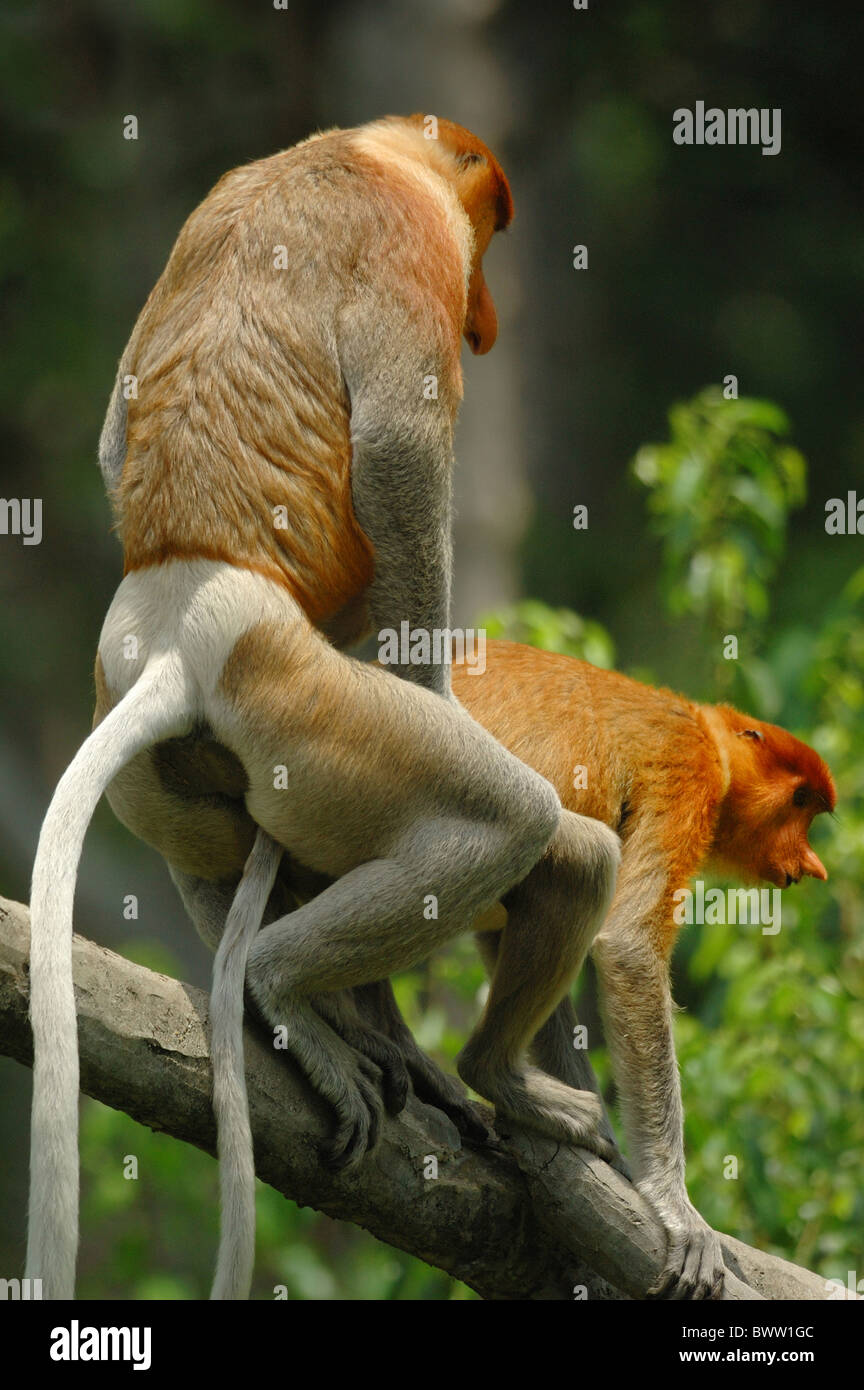 Singe singe mammifère primate primate animal animaux mammifères d'Asie du Sud-Est de l'île de Bornéo bornéo 'southeast îles tropicales de l'Asie' Banque D'Images