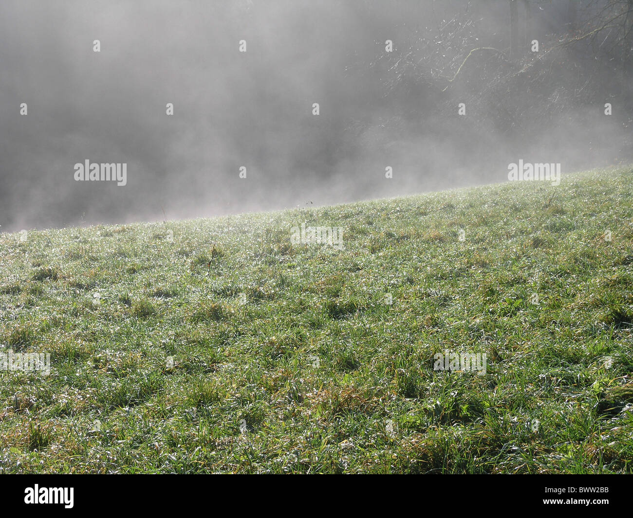 Suisse Europe meadow pasture herbe verte de l'eau de cuisson à vapeur vapeur vapeur chaud soleil réchauffé réchauffement Banque D'Images