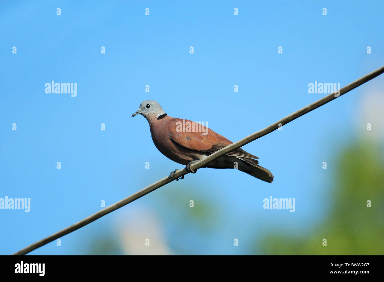 Un collier rouge-dove (Streptopelia tranquebarica) adulte, perché sur le fil dans la forêt tropicale, Chaloem Phrakiat N.P., Thaïlande, mai Banque D'Images