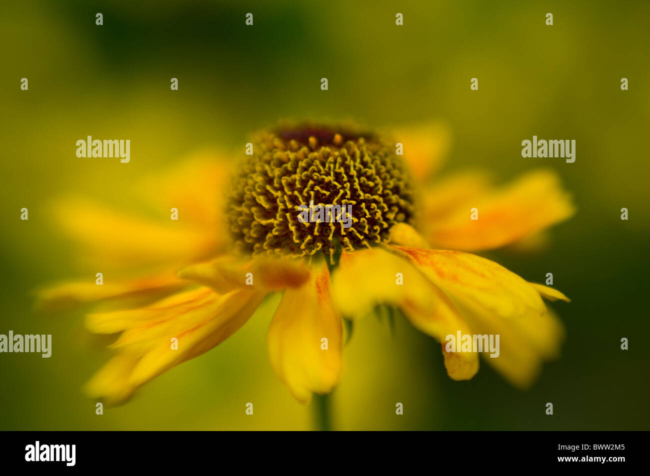 Une seule couleur jaune or Helenium 'Butterpat' Fleur tête - Sneezewort Banque D'Images
