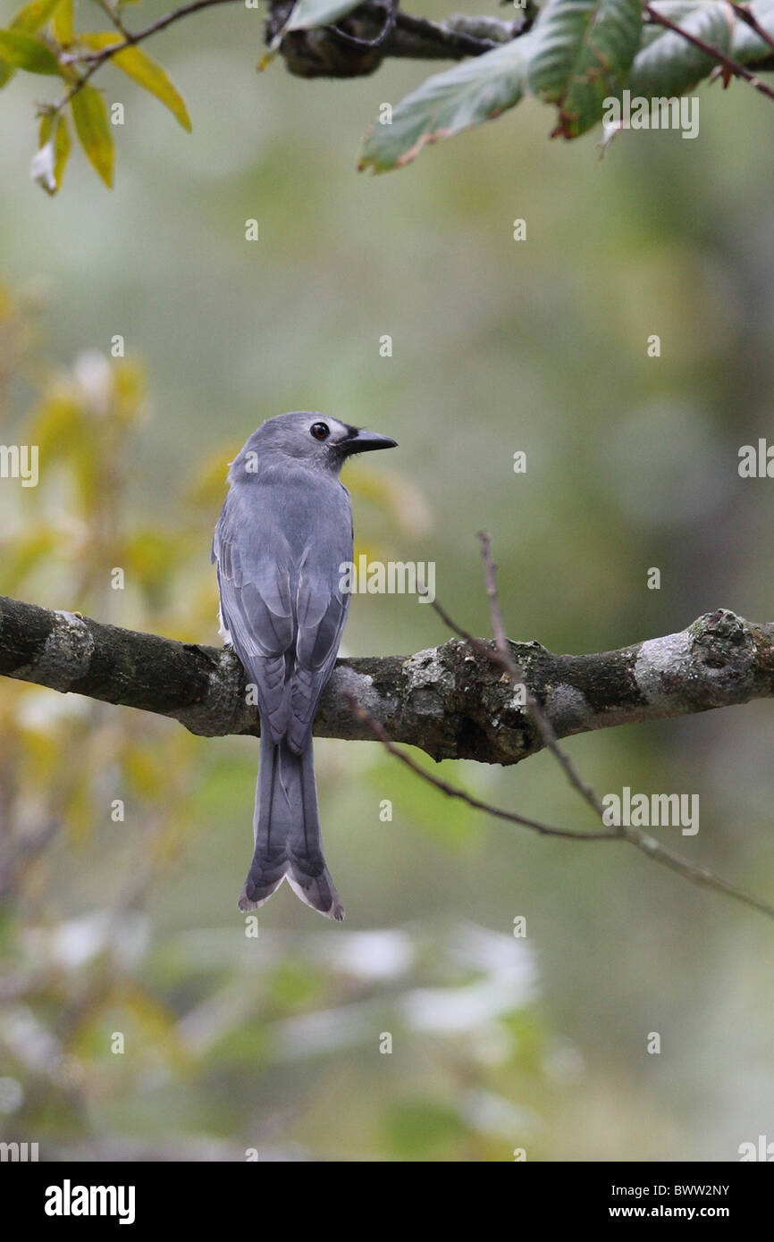 Drongo cendré (Dicrurus leucophaeus) adulte, perché sur une branche, Huanggang Shan, province de Jiangxi, Chine, septembre Banque D'Images