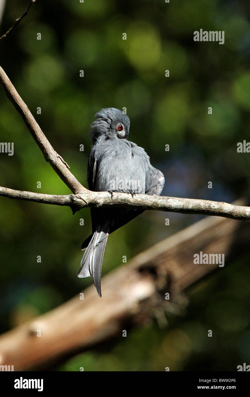 Drongo cendré (Dicrurus leucophaeus) adulte, perché sur une branche, Huanggang Shan, province de Jiangxi, Chine, septembre Banque D'Images