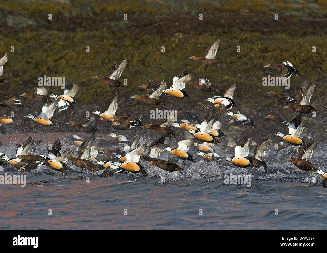 Eider de Steller Polysticta stelleri Banque D'Images