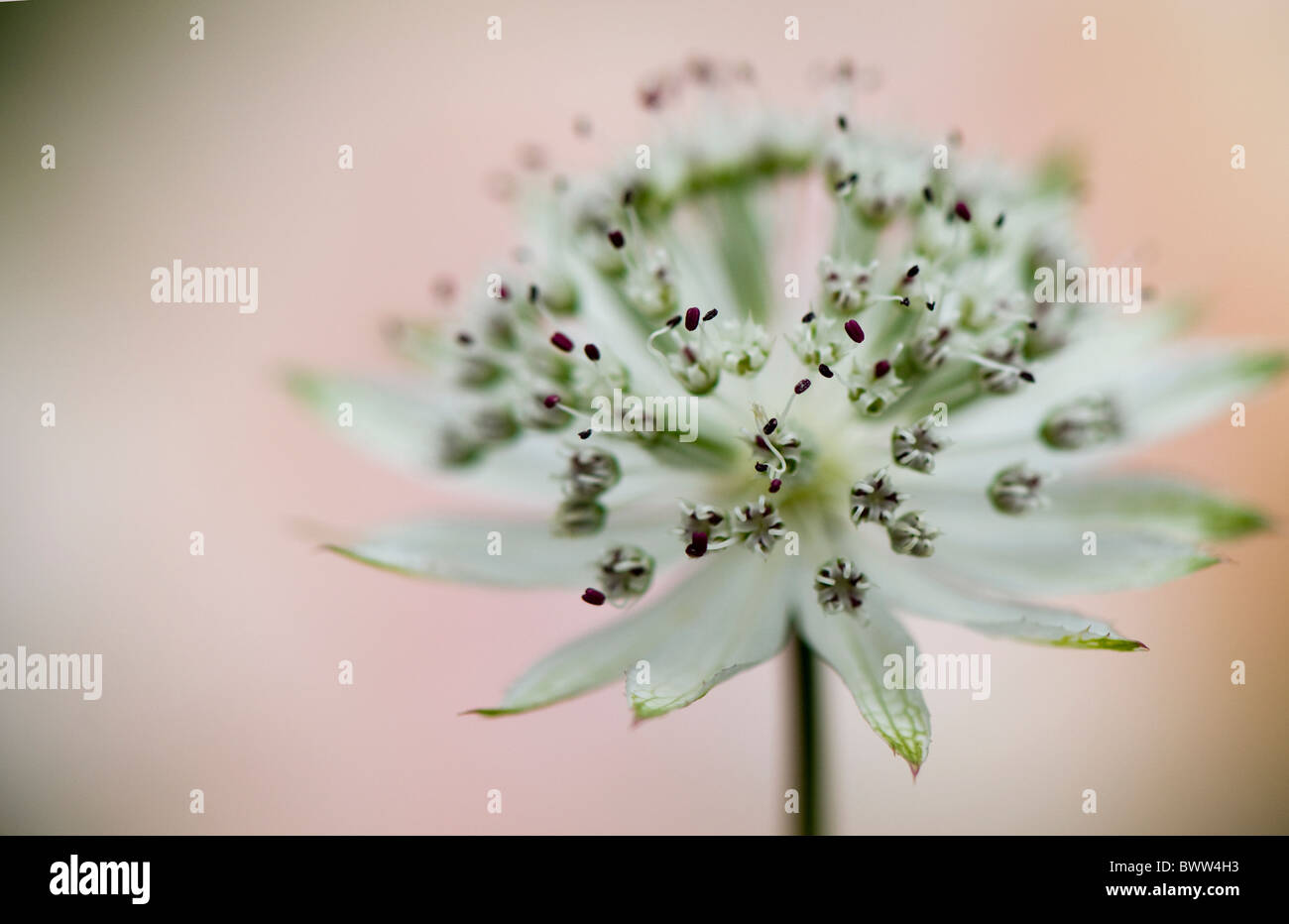 Un seul capitule d'Astrantia major 'grand' blanc - Masterwort Banque D'Images