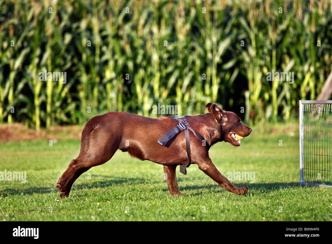 Labrador (Canis lupus familiaris) courir avec la balle dans la bouche en compétition flyball à Banque D'Images