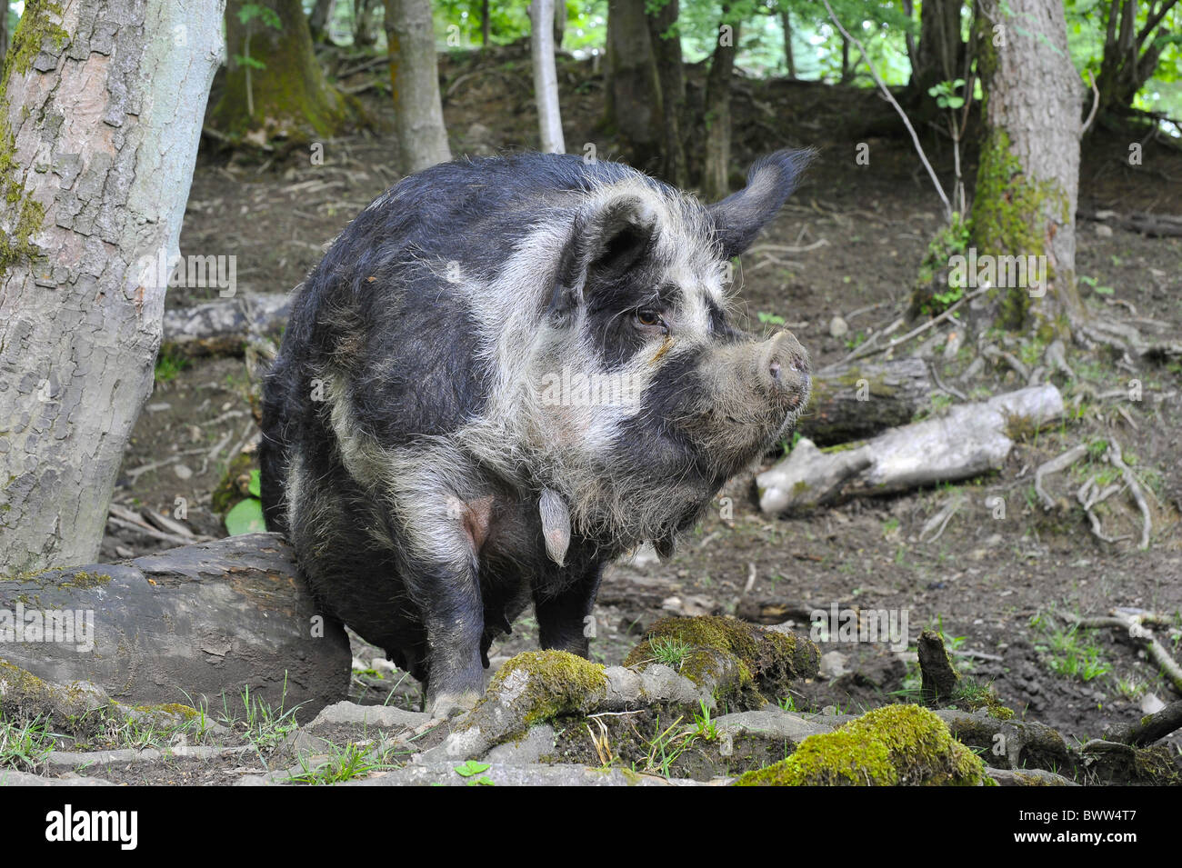 Les cochons Kune Kune Porcs Porcs truie domestique domestiques domestiques agricoles