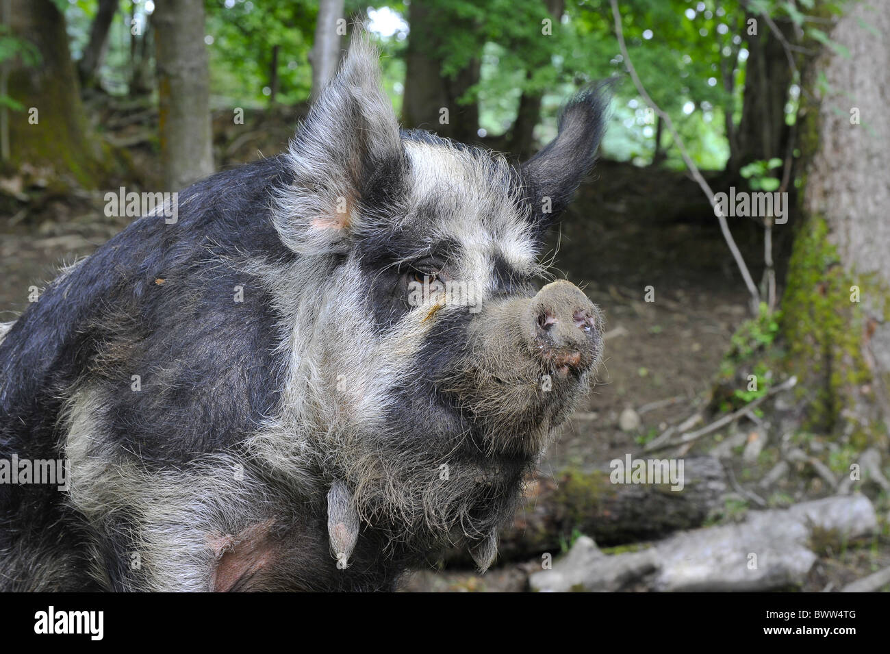 Les cochons Kune Kune Porcs Porcs truie domestique domestiques domestiques agricoles