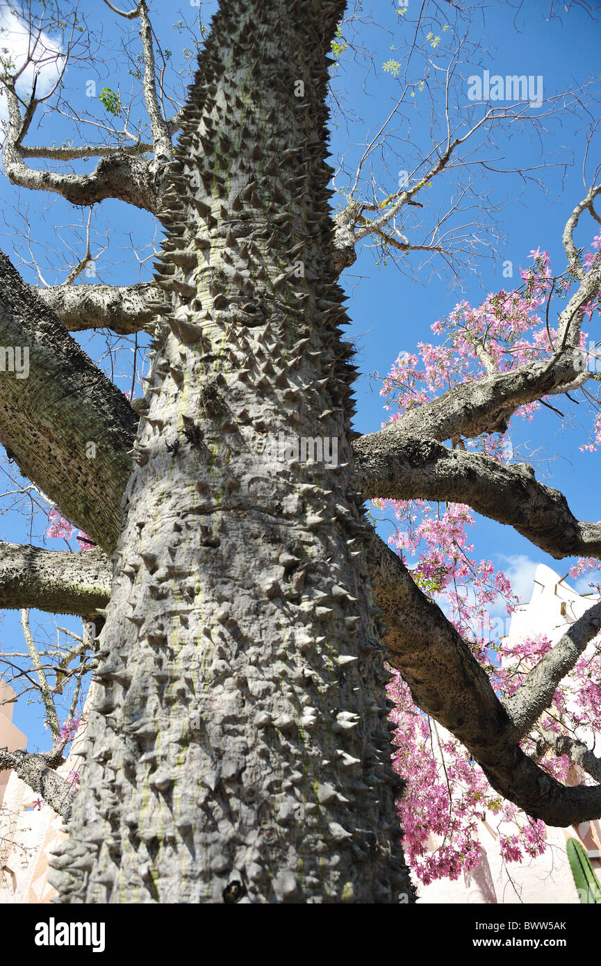 L'Arbre à soie Soie arbre Ceiba speciosa Banque D'Images