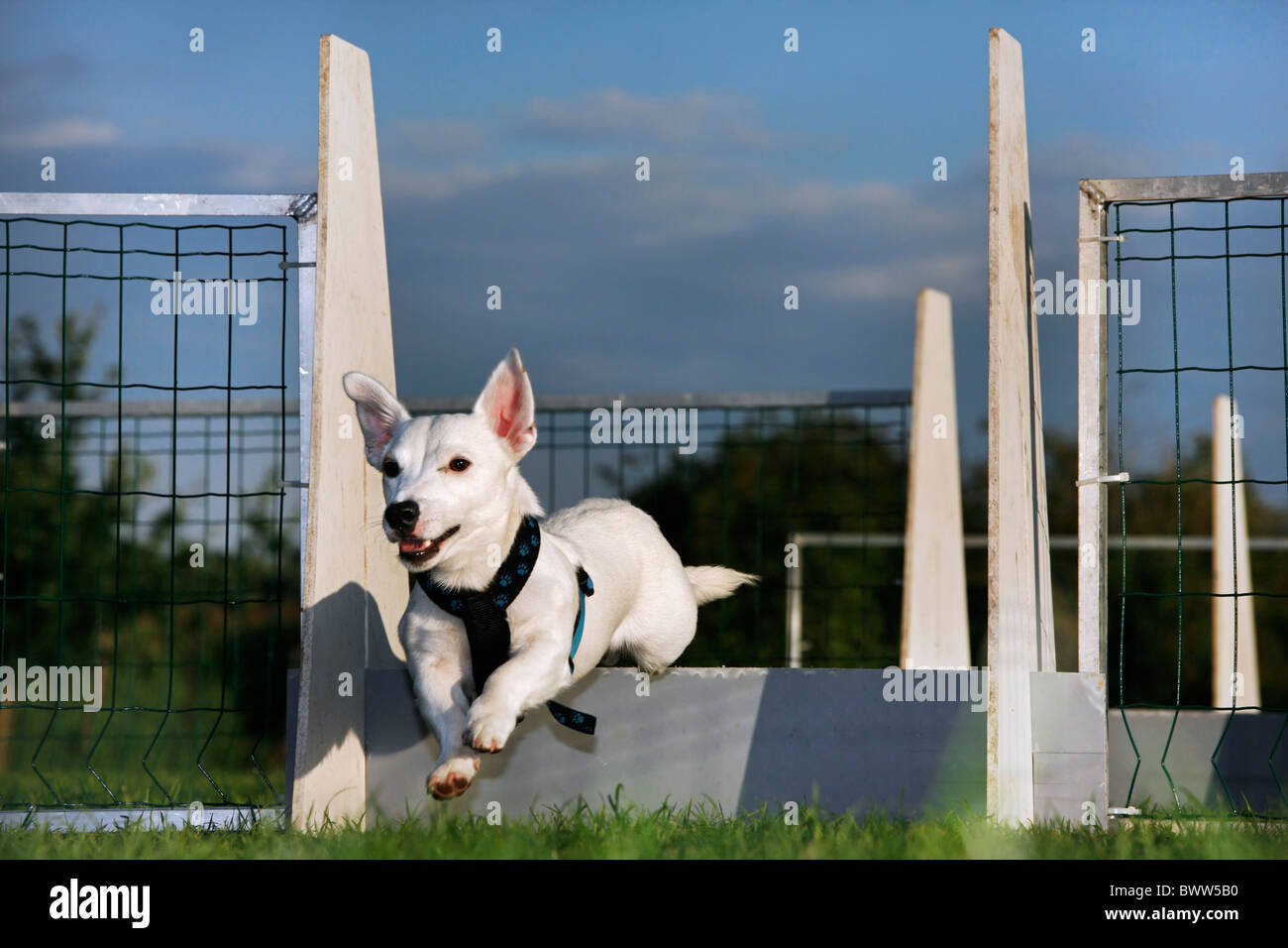 Jack Russell (Canis lupus familiaris) sautant au parcours d'obstacle Banque D'Images