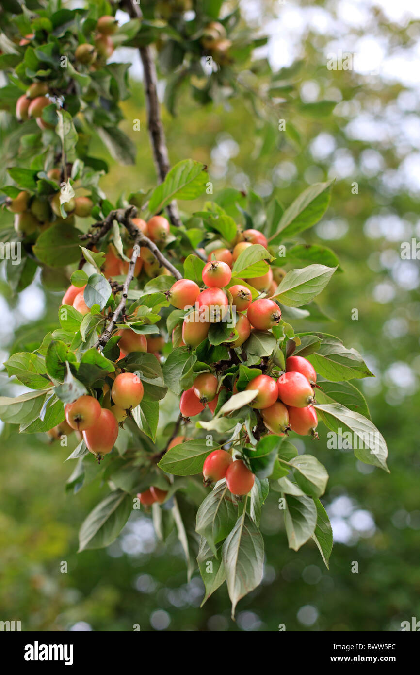 Malus 'John Downie' le mûrissement des fruits sur l'arbre en Août Banque D'Images