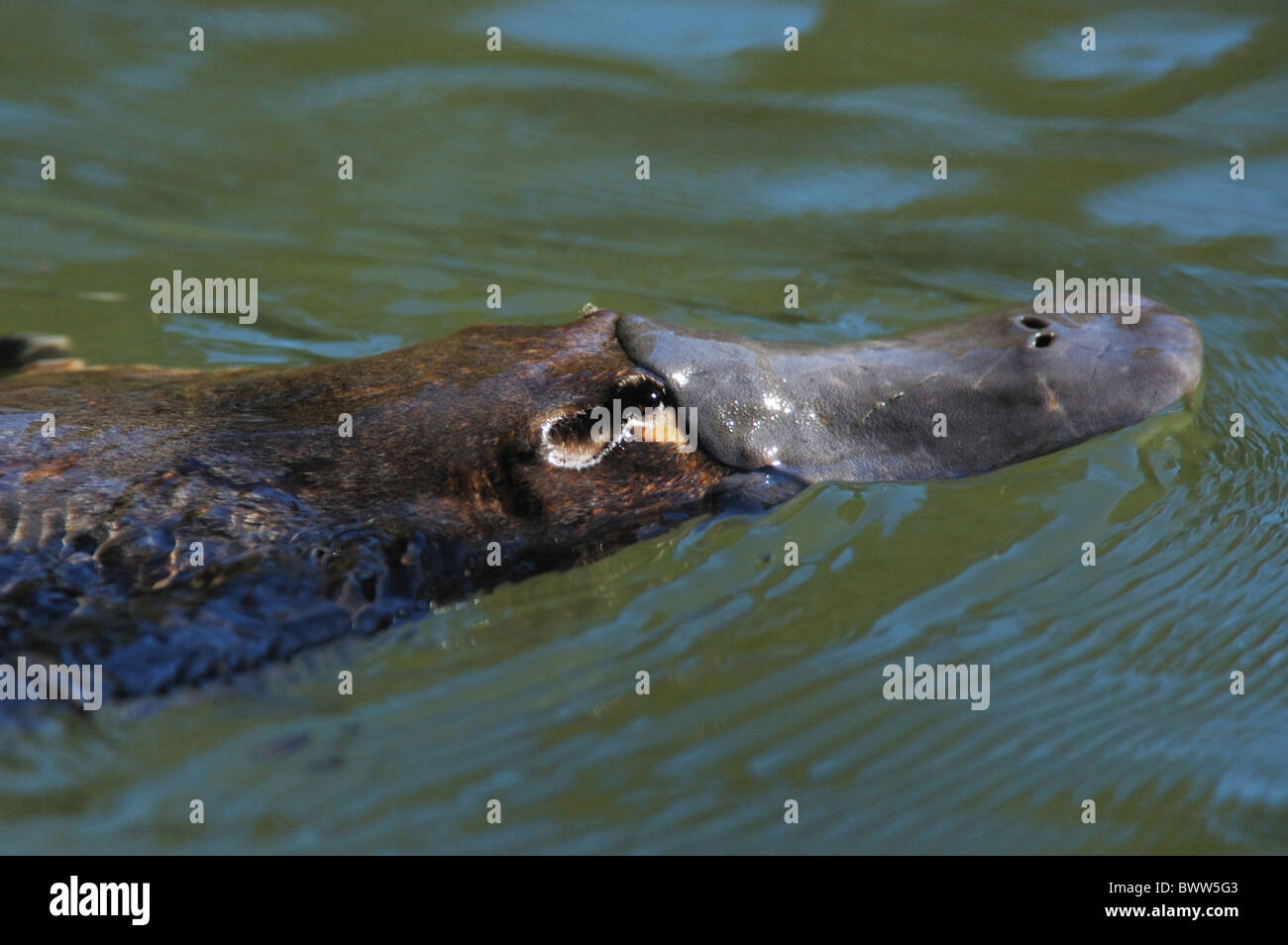 Ornithorynque (Ornithorhynchus anatinus) adulte, close-up de tête, baignade en rivière, Broken River, Eungella N.P., Queensland, Banque D'Images