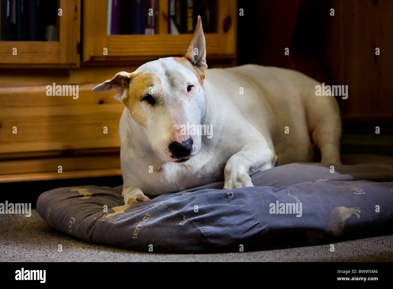 Bull Terrier (Canis lupus familiaris) reposant sur le coussin dans la salle de séjour Banque D'Images