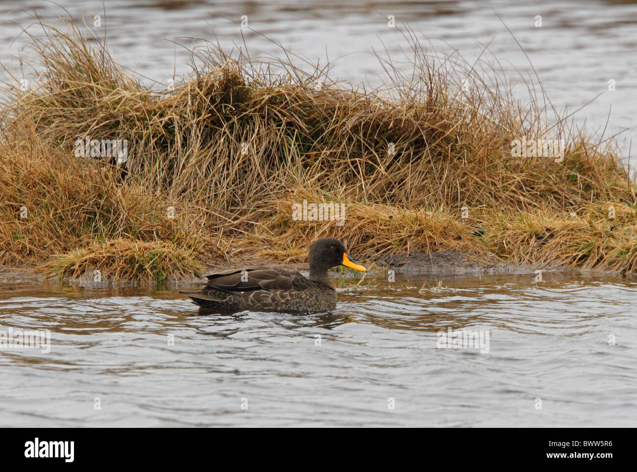 Bec jaune (Anas undulata) adulte, natation dans le lac de montagne montagnes de balle, N.P., Oromia, en Éthiopie, avril Banque D'Images