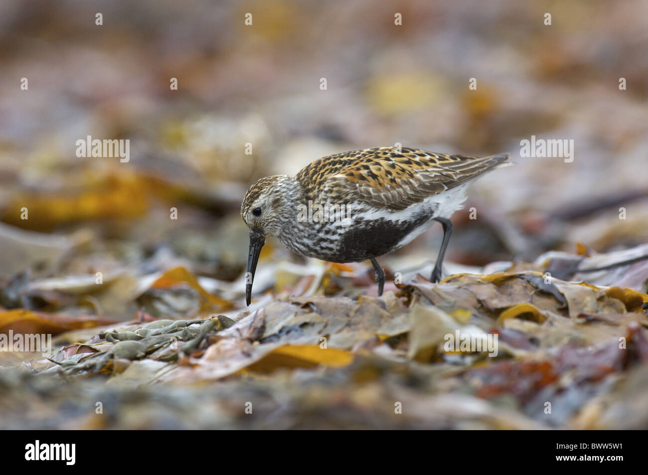 Le Bécasseau variable (Calidris alpina) plumage d'été, adultes, l'alimentation chez les algues sur la plage, Ekkeroy, Varanger, Norvège, Banque D'Images