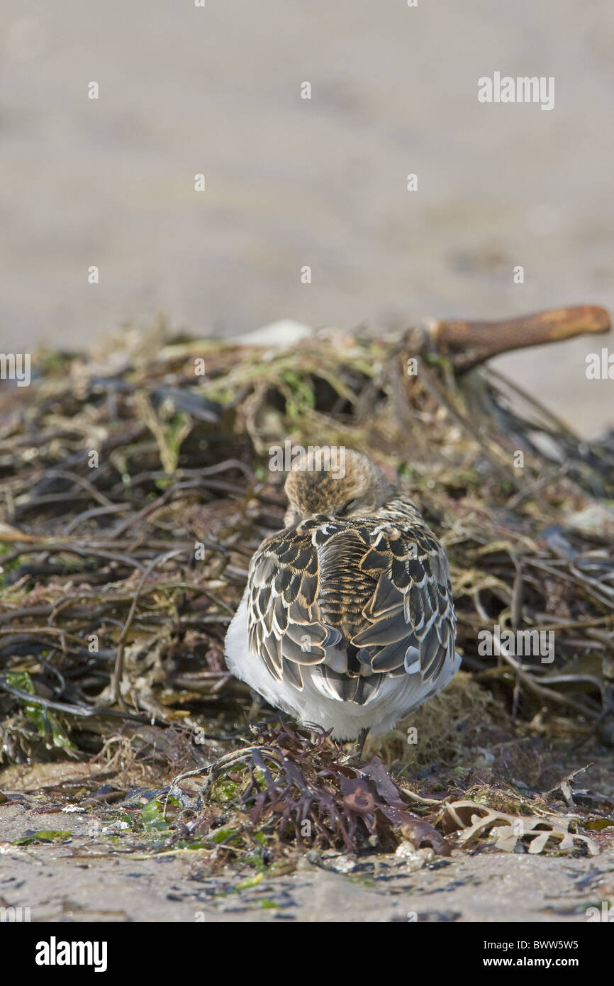 Le Bécasseau variable (Calidris alpina) adulte, au repos, à l'abri chez les algues sur la plage, Pays de Galles, août Banque D'Images