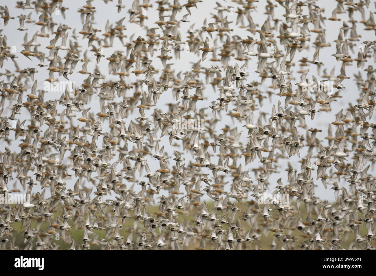 Le Bécasseau variable (Calidris alpina) et maubèche (Calidris canuta) troupeau, en vol, de repos, la réserve RSPB Snettisham Norfolk, Angleterre Banque D'Images
