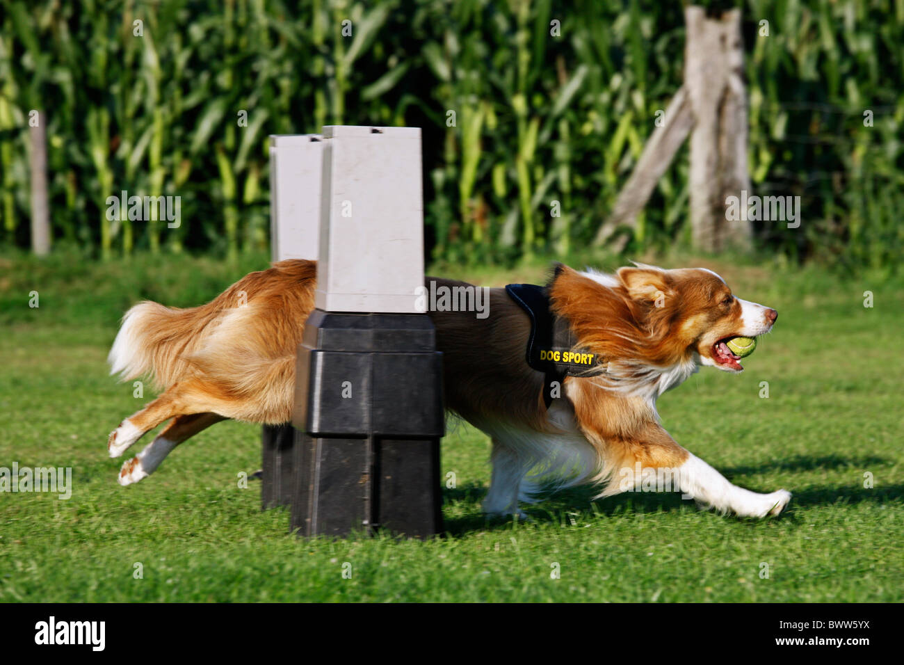 Border Collie (Canis lupus familiaris) sautant avec balle en bouche plus obstacle à la concurrence de flyball Banque D'Images