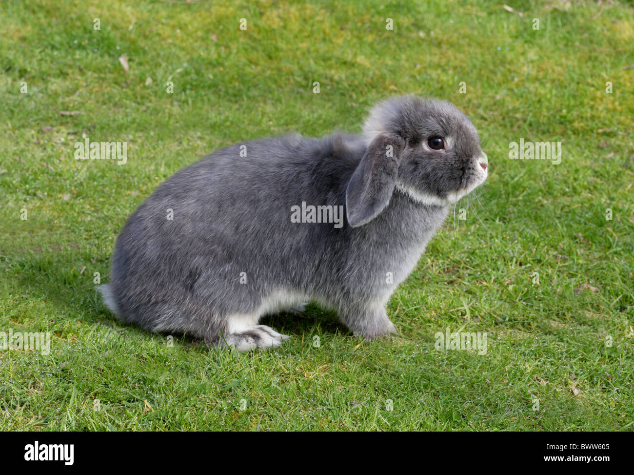 Lapin domestique Minature Lop-eared race Banque D'Images