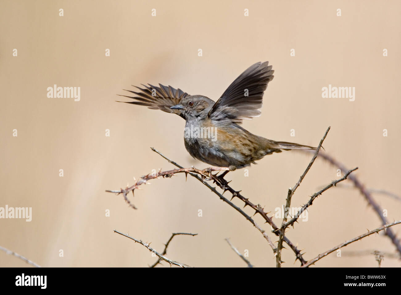 Nid (Prunella modularis) mâle adulte, en agitant des ailes au cours de parade nuptiale, Suffolk, Angleterre, mai Banque D'Images