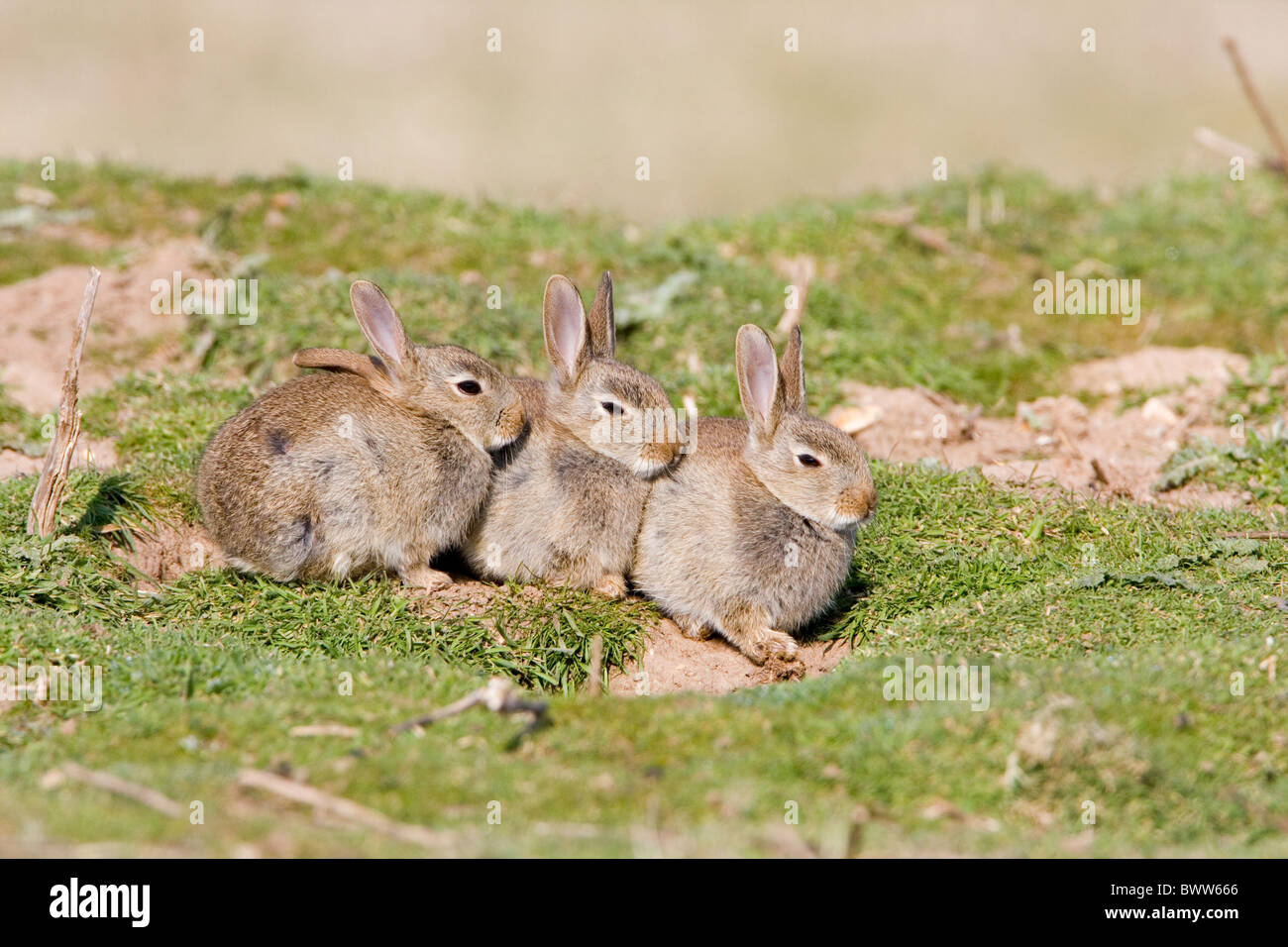 Mammiferes Animaux Lapins Oryctolagus Oryctolagus Cunniculus Jeunes Animaux Bebes Bebe Mignon Lapin Lagomorphes Lapins Herbivores 3 Photo Stock Alamy