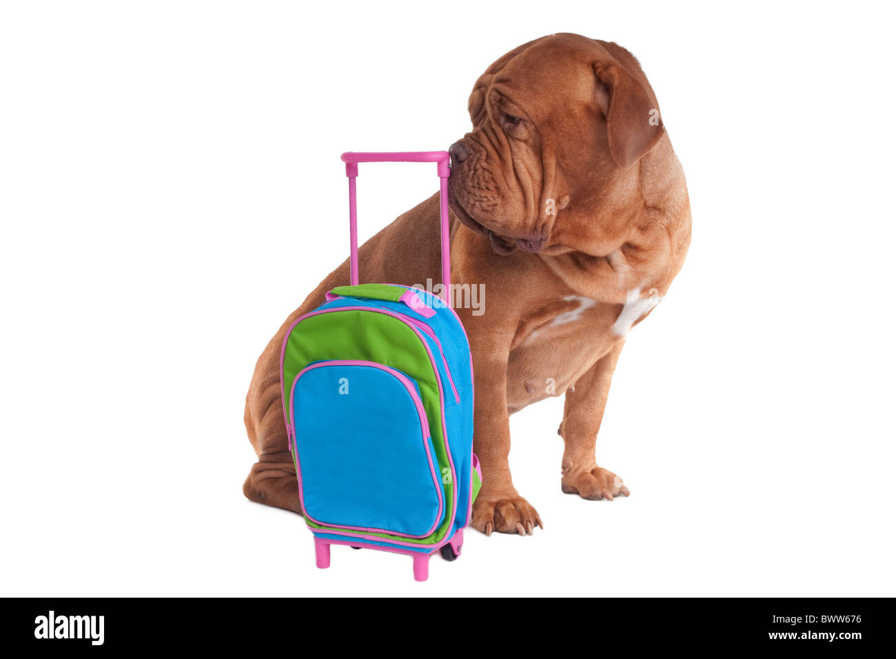 Chien avec un sac de voyage Banque D'Images