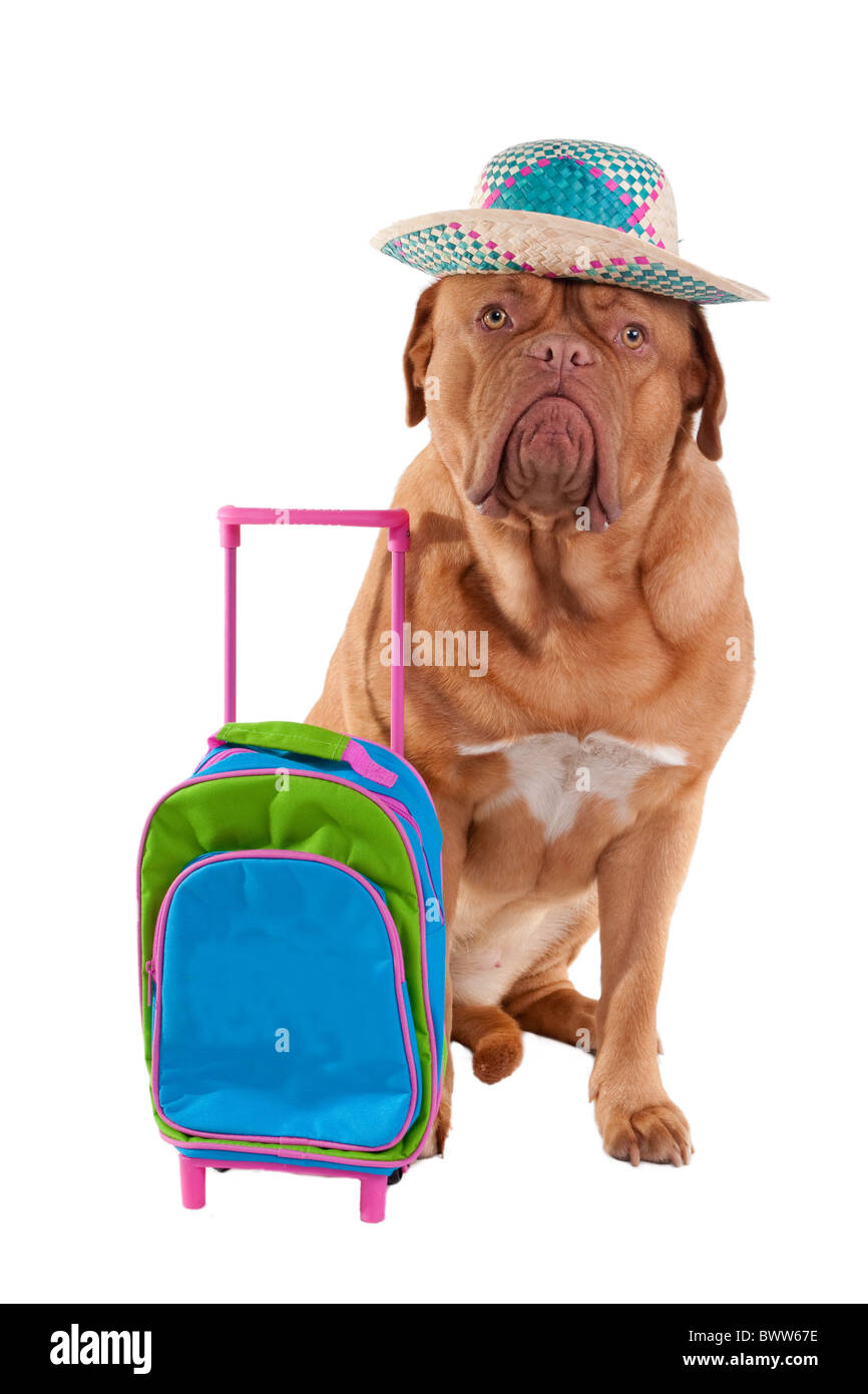 Chien avec chapeau et sac de voyage Banque D'Images Chien avec chapeau et sac de voyage Banque D'Images