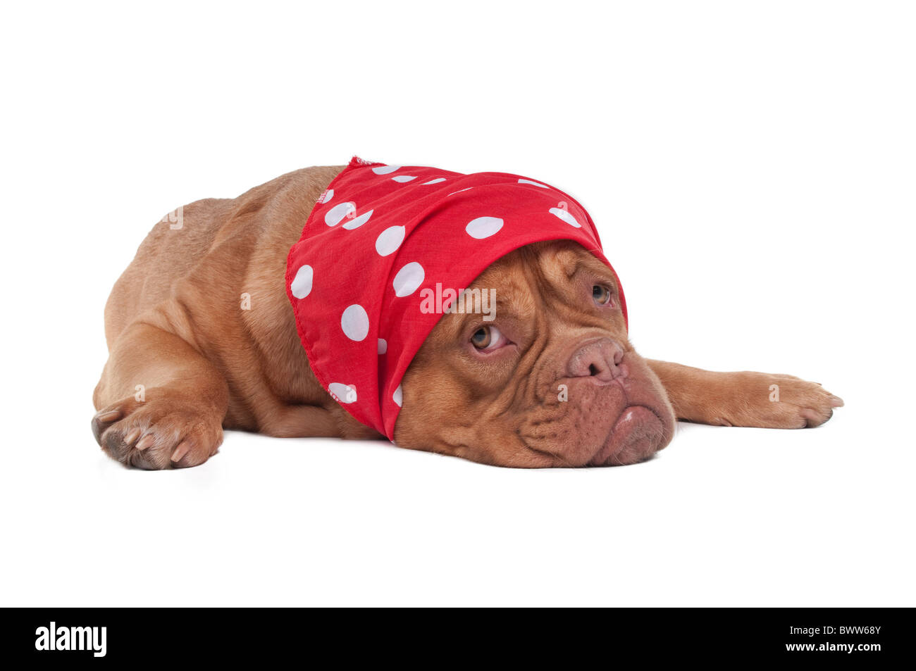 Chiot mignon avec un foulard de tissu à pois Banque D'Images