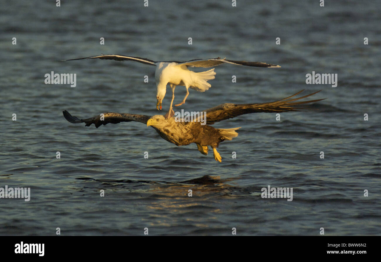 À queue blanche (Haliaeetus albicilla) adulte, je vol, d'être assailli par Goéland marin (Larus marinus) au-dessus de l'eau, Flatanger, Norvège Banque D'Images