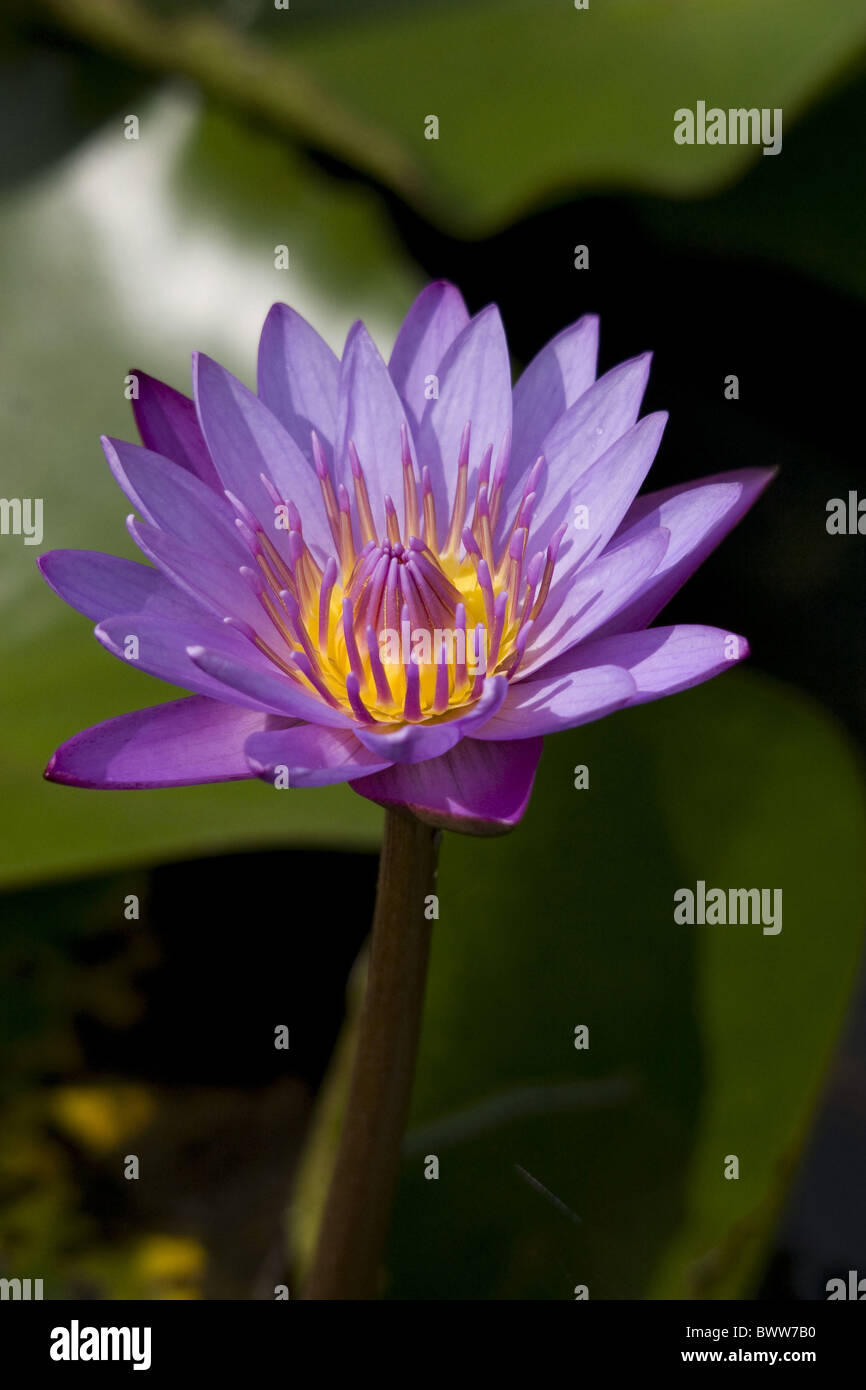 Nymphaea stellata floraison nénuphar bleu Banque D'Images