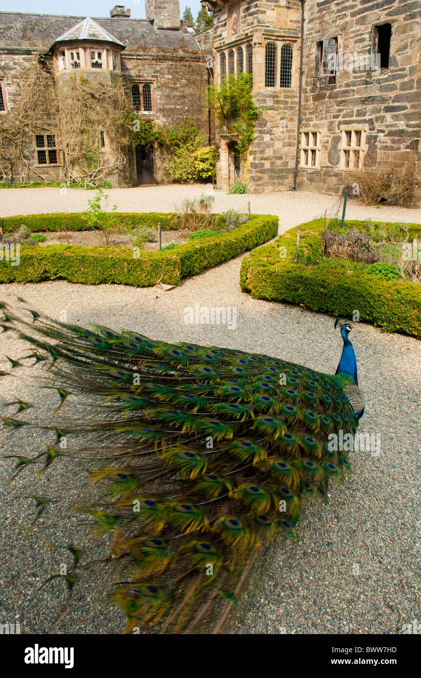 Peacock dans le parc du château de Gwydir, un manoir médiéval nr Rhyl North Wales Banque D'Images
