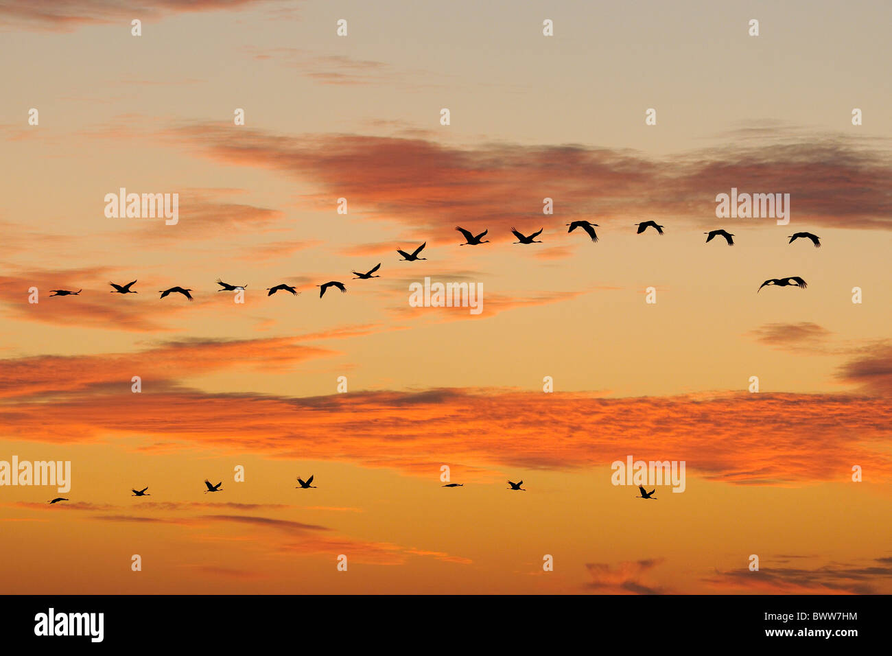 / Communes grues eurasien (Grus grus) volant de repos se trouvant au lever du soleil, silhouetté contre l'Aube Rouge ciel. Banque D'Images