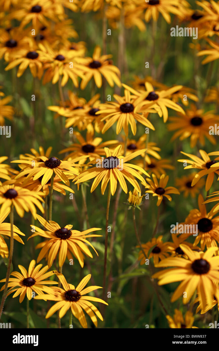 Rudbeckia fulgida var. sullivantii 'Goldsturm' photographié dans le Yorkshire en Septembre Banque D'Images