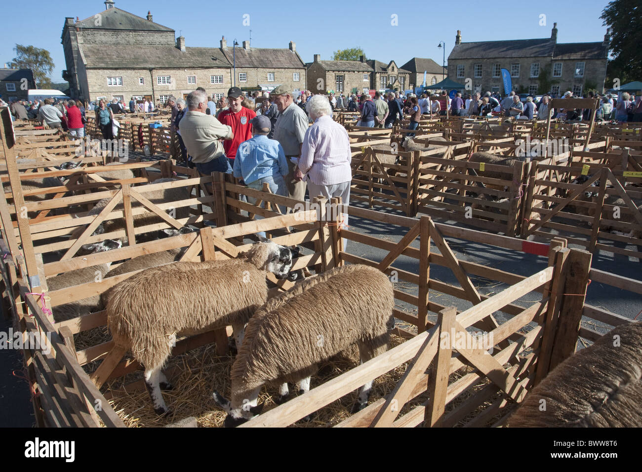 Masham Masham North Yorkshire juste des Moutons Moutons Moutons montrer fermes agricoles domestiques mammifères mammifères ongulés agriculture animal animaux Banque D'Images