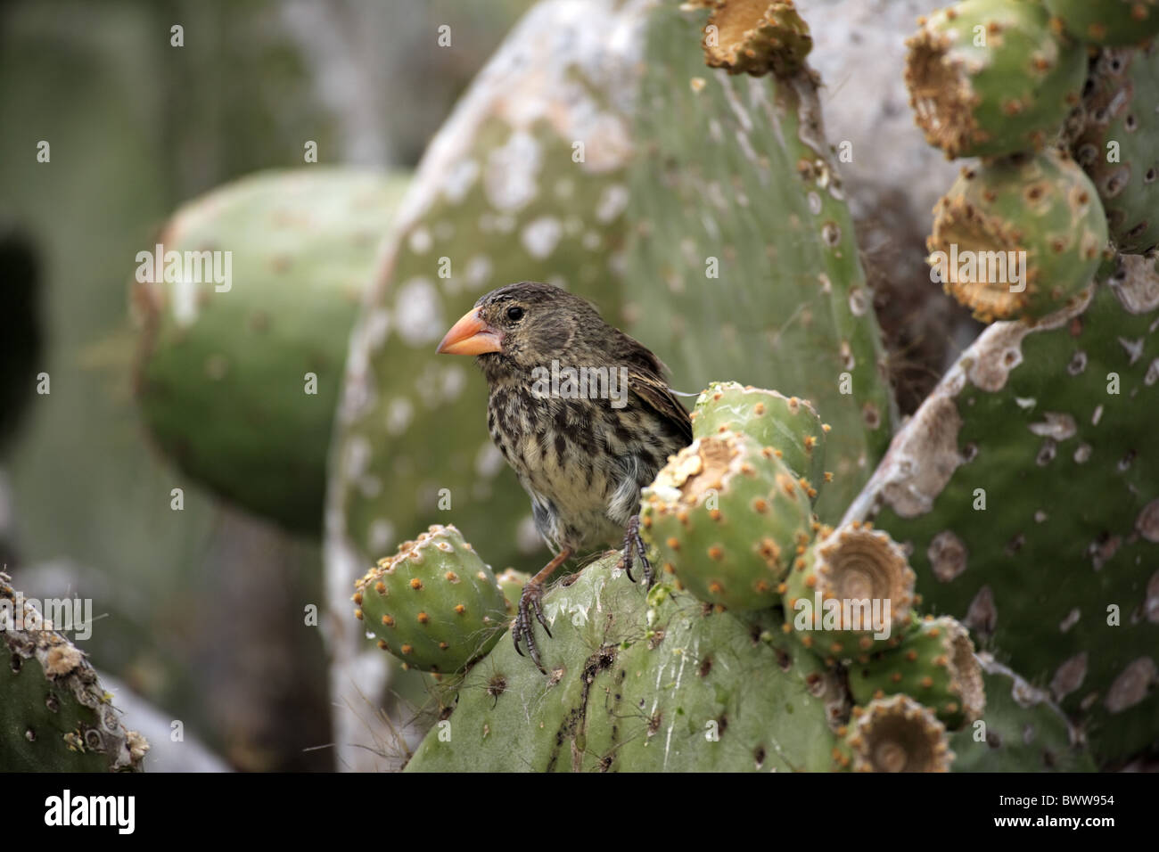 La masse moyenne-finch (Geospiza fortis) adulte, perché sur la figue, Îles Galápagos Banque D'Images