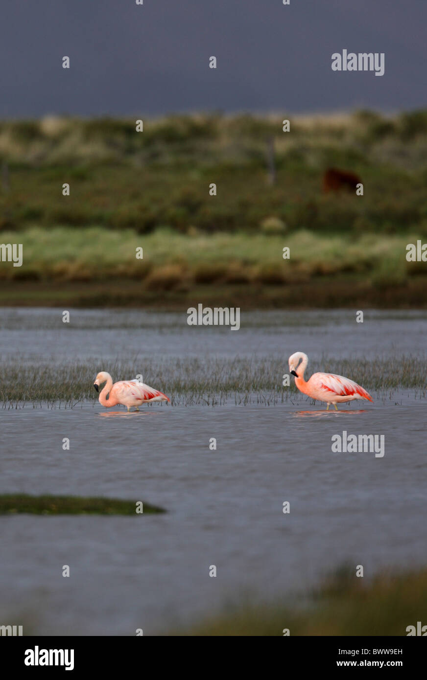 Flamant du Chili (Phoenicopterus chilensis) deux adultes, de patauger dans le lac, de l'habitat de la puna de Jujuy, Argentine, janvier Banque D'Images