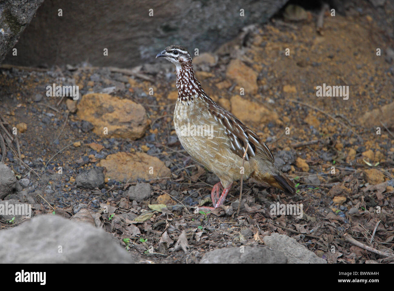 (Francolinus sephaena Francolin à crête) adulte, debout en zone rocheuse à sec, l'Éthiopie, avril Banque D'Images