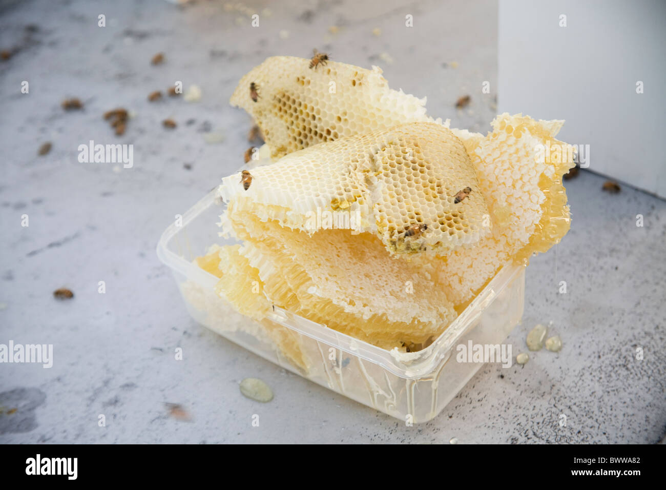 frais en nid d’abeille Banque D'Images