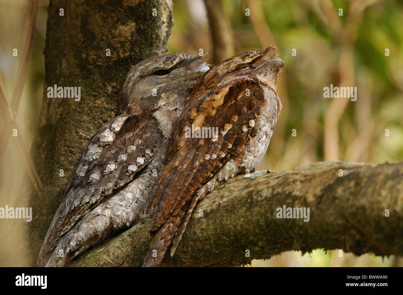 Une grille supérieure de papou (Podargus papuensis) paire adultes, reposant sur la forêt tropicale de Daintree, de la direction générale dans le Queensland, Australie, août, Banque D'Images