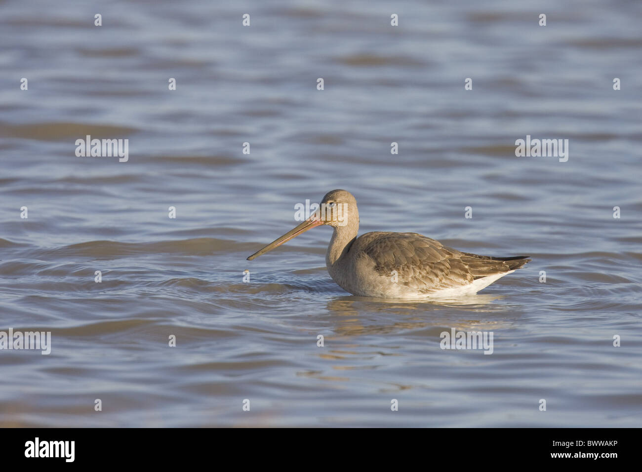 Barge à queue noire (Limosa limosa) des profils, l'alimentation en eau, Norfolk, Angleterre, hiver Banque D'Images