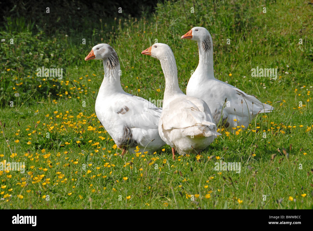 L'oie domestique, trois adultes, debout dans les enclos, Hertfordshire, Angleterre, printemps Banque D'Images