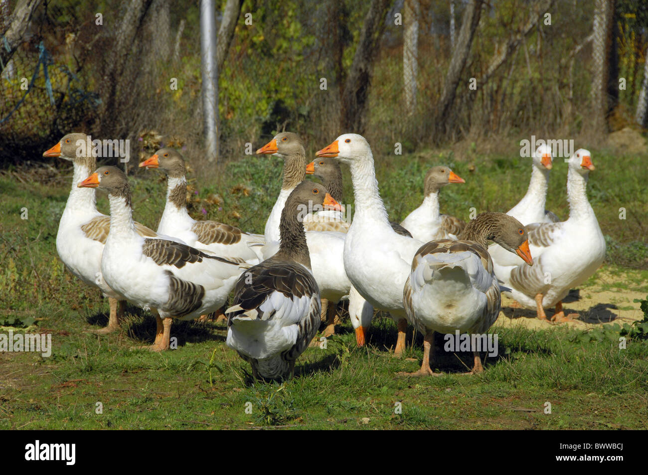 L'oie domestique, troupeau, debout sur l'herbe, Mogilishte, Dobrich, Bulgarie Province Banque D'Images