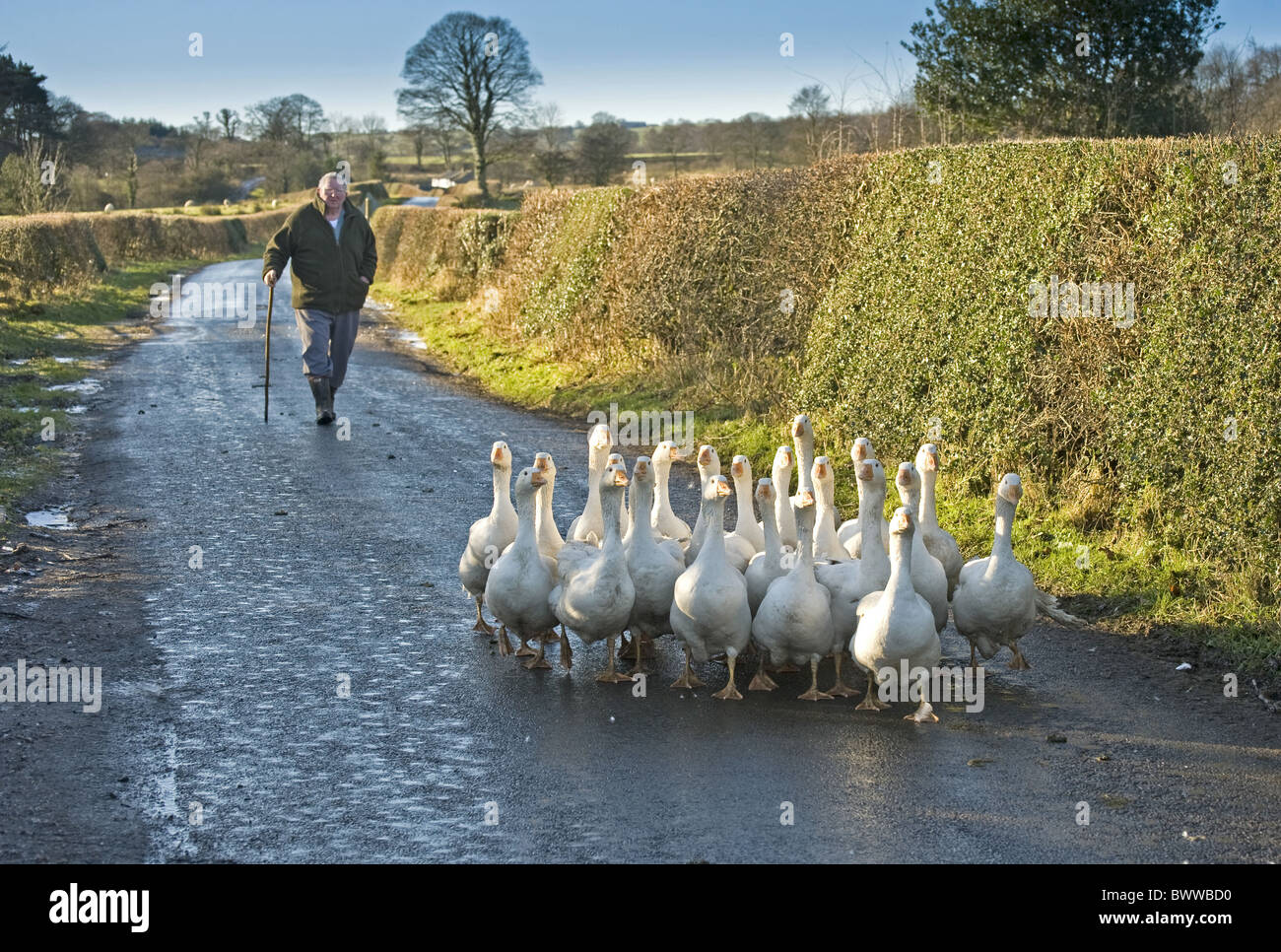 L'oie domestique, troupeau, adultes blancs, d'être déplacée vers le bas la route par agriculteur, écaillage, Lancashire, Angleterre, hiver Banque D'Images